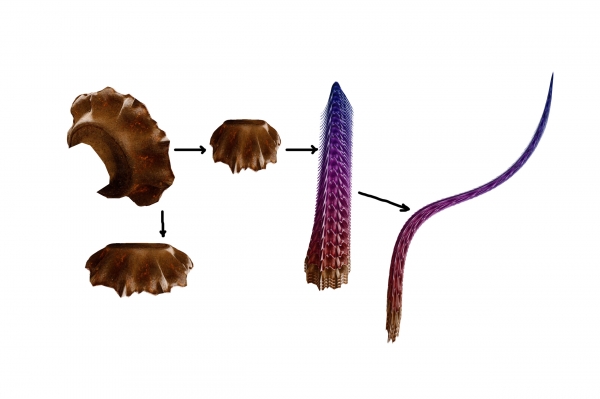 Creation of Species: Step 6